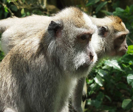 Ubud sacred monkey forest