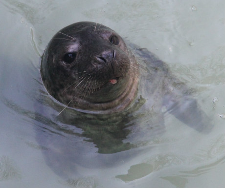 Seal sanctuary