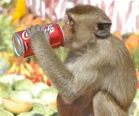 Monkey Buffet Festival