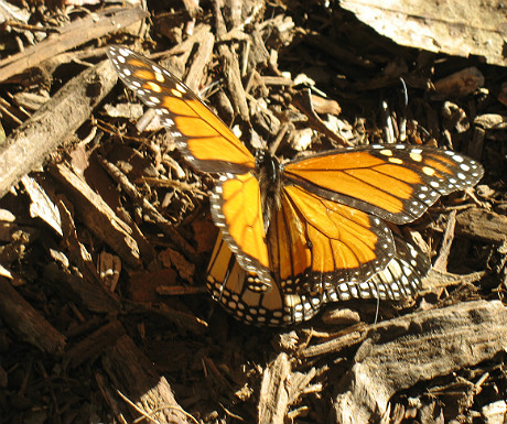 Coronado Butterfly Preserve