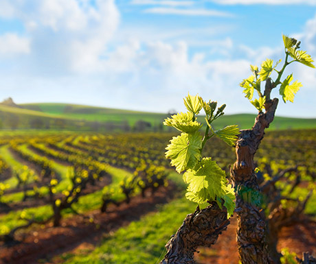 Barossa Valley, South Australia