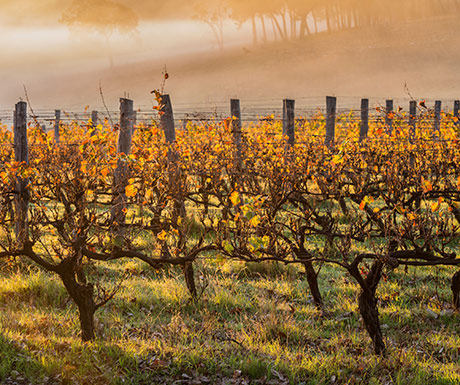 Dawn in the Yarra Valley, Australia