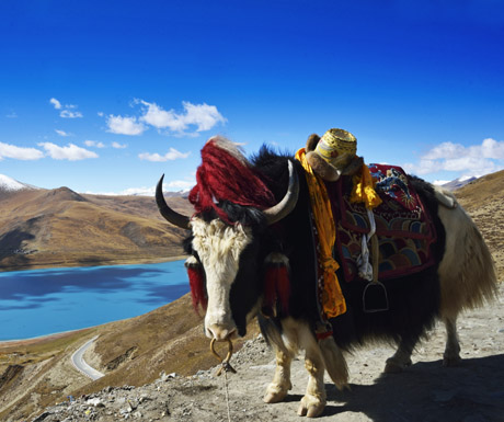 Yamdrok Lake