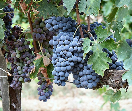 Grapes