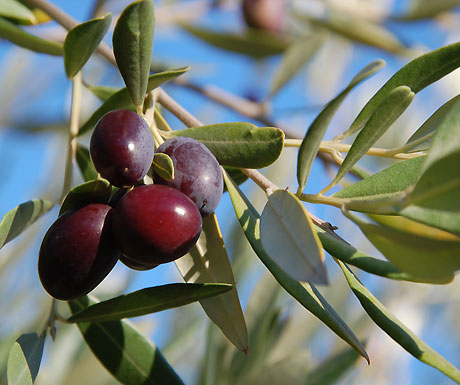 Olives