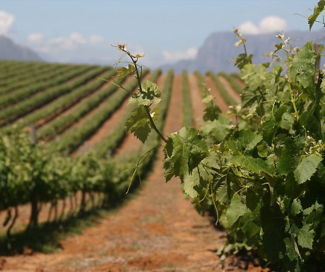 Cape Winelands