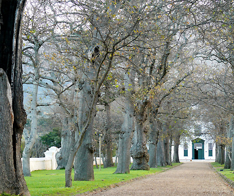 Groot Constantia