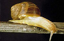 Escargot