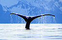 Whale in Alaska