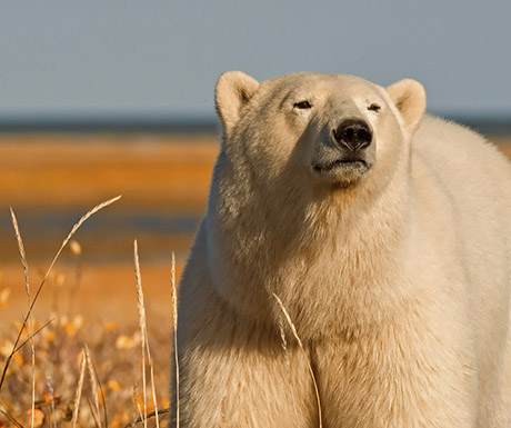 polar-bear-churchill