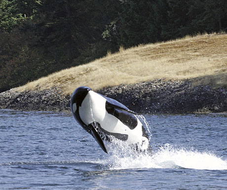 Breaching Killer Whale