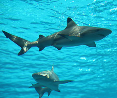 Sharks at Atlantis, The Palm