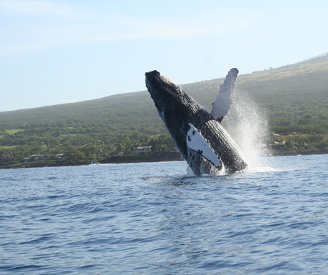 Whale breaching