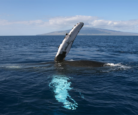 Whale, Maui