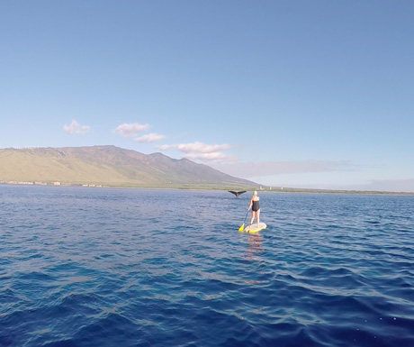 Whale watching in South Maui