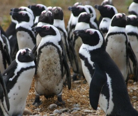 slider_grootbos_penguins