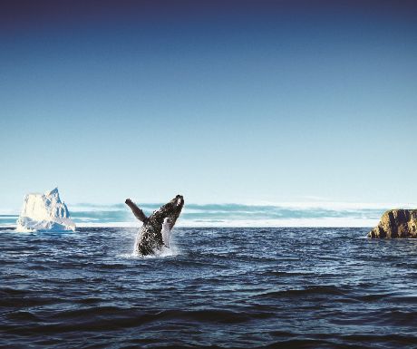 Humpback with Iceberg, Newfoundland