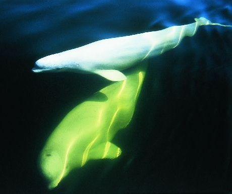 Beluga