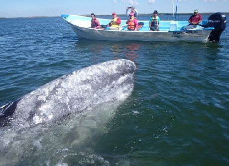 Gray Whale  in Baja California