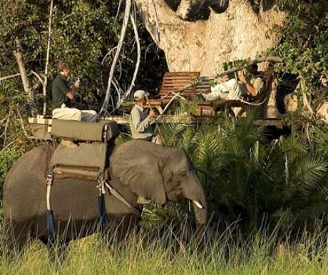 Botswana Abu Camp Elephant Back Safari