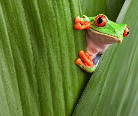 Costa Rica frog