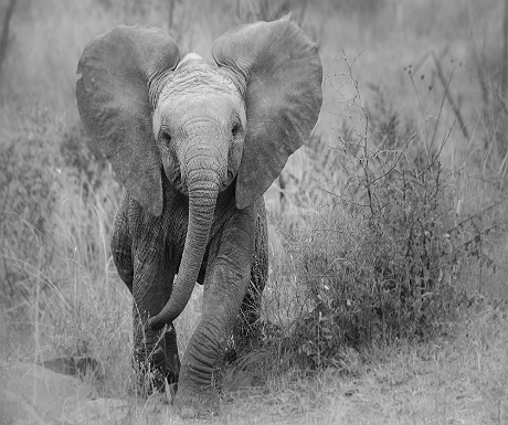 Baby elephant