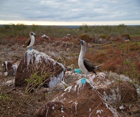 Blue Footed Boobies