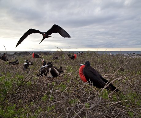 Frigate Bird