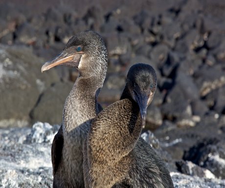 Flightless Cormorant