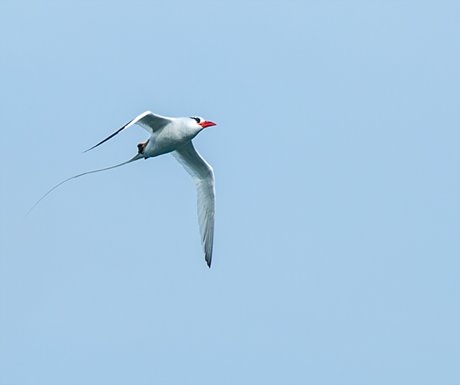 Red Billed Tropicbird