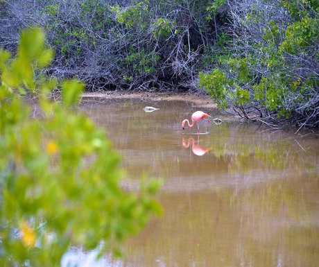 Pink Flamingo