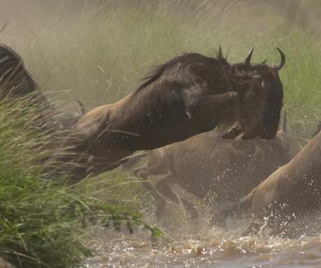 Offbeat Safaris Masai Mara wildebeest migration