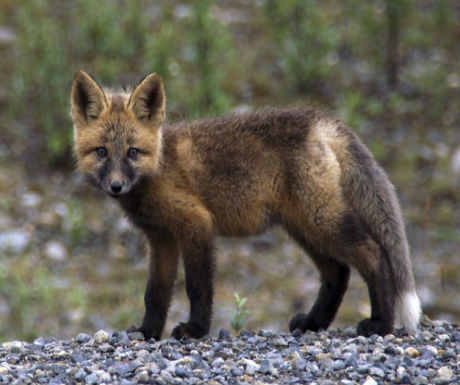 Yukon Red Fox