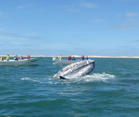 Grey whale, Mexico