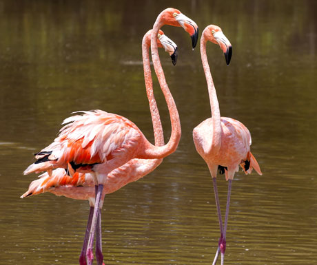 Flamingo, Mexico
