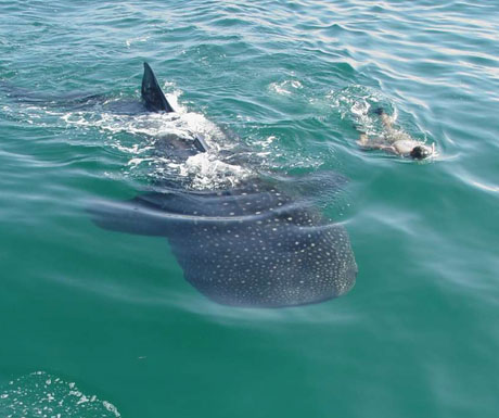 Whale shark diving, Mexico