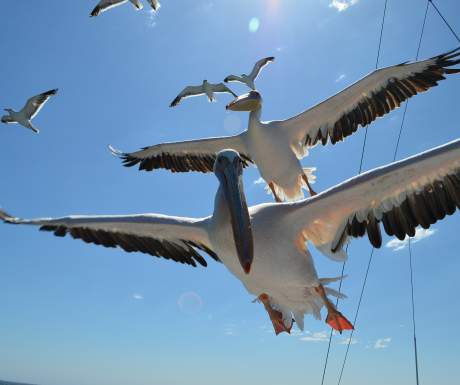 Walvis Bay pelicans