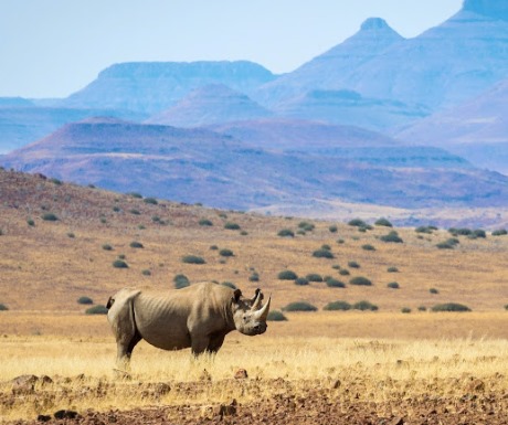 Free Roaming Rhino in Damaraland
