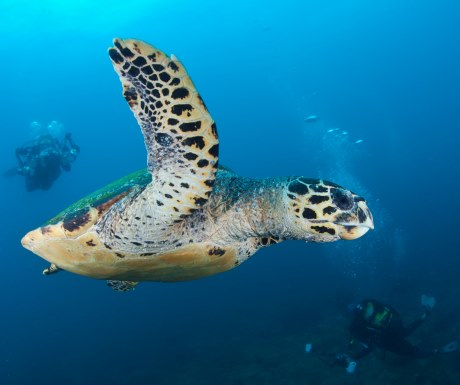 Rocktail Beach Camp - Honeymoon Couple Diving