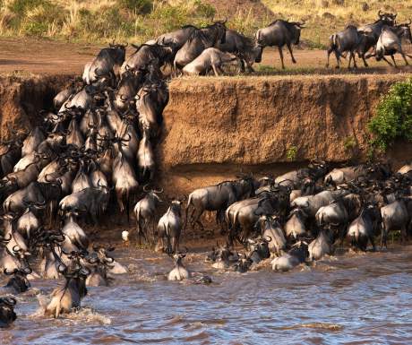 Wildebeest Migration Mara Plains
