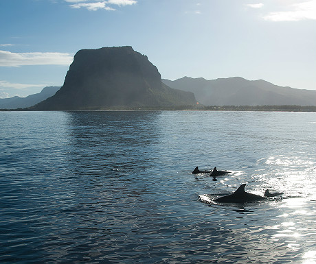 Dolphins in Mauritius