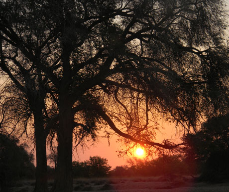 Safari Sunset