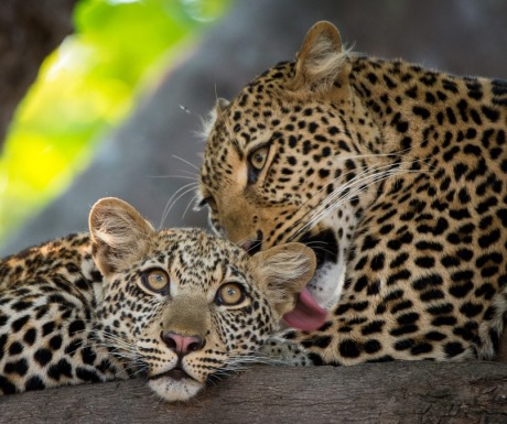 Leopards on a walking safari South Luangwa