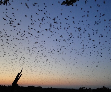 Bats migration in Kasanka National Park Zambia