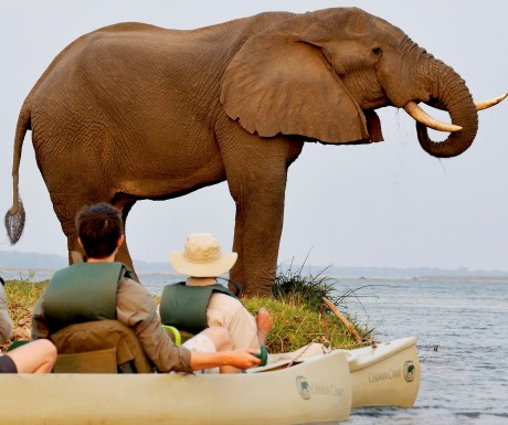 Elephants and canoeing in Chiawa Zambia