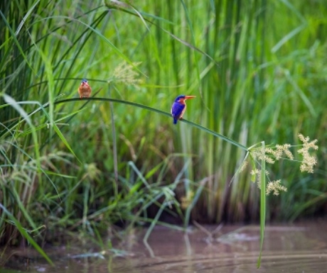 Kingfisher in the green season Luangwa River Zambia