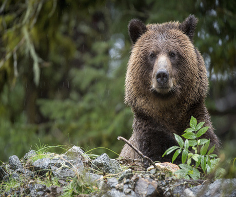 Grizzly Bear, British Columbia