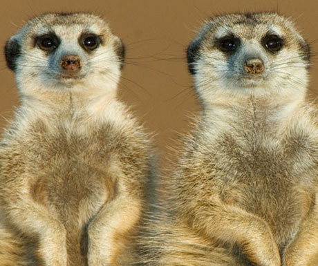 tswalu-kalahari-meerkats