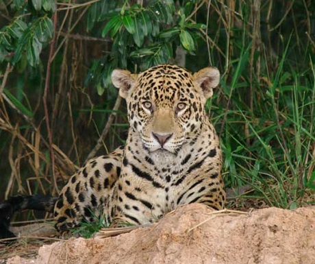 Jaguar in the Pantanal, Brazil