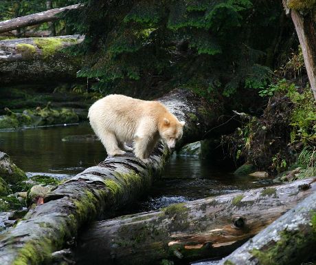 Spirit bear